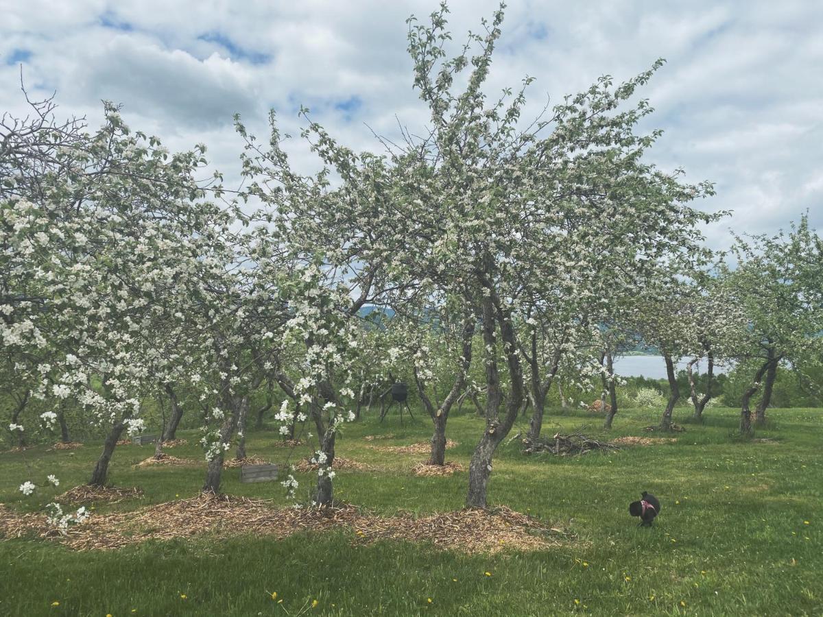 Domaine Steinbach Cidrerie, Gîte et Verger St-Pierre-de-l'Île-d'Orléans Extérieur photo